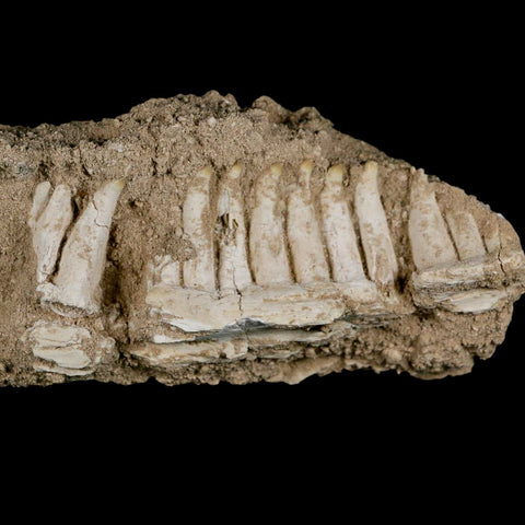 6.5" Aidachar pankowskii Fossil Teeth Jaw Section Ray-Finned Fish Cretaceous Age - Fossil Age Minerals