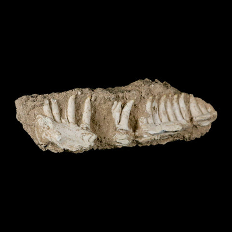 6.5" Aidachar pankowskii Fossil Teeth Jaw Section Ray-Finned Fish Cretaceous Age - Fossil Age Minerals
