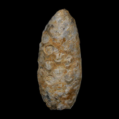 1.7" Fossil Pine Cone Equicalastrobus Replaced By Agate Eocene Age Seeds Fruit