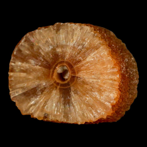 1.6" Natural Cut Rough Cave Honey Calcite Crystal Mineral Specimen Morocco - Fossil Age Minerals