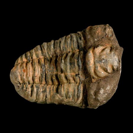 3.6" Flexicalymene Trilobite Fossil Ordovician Age Tazzarine Region Morocco COA