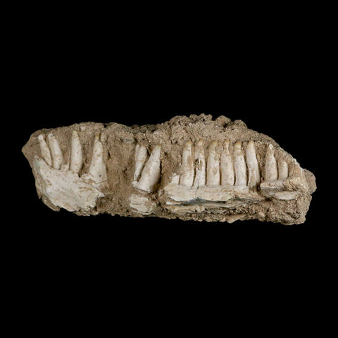 6.5" Aidachar pankowskii Fossil Teeth Jaw Section Ray-Finned Fish Cretaceous Age - Fossil Age Minerals