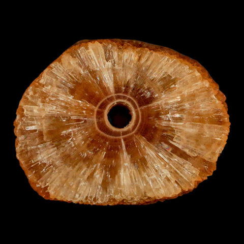 1.6" Natural Cut Rough Cave Honey Calcite Crystal Mineral Specimen Morocco - Fossil Age Minerals