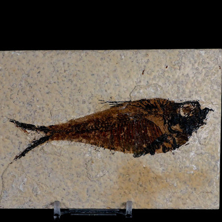 4.4" Diplomystus Dentatus Fossil Fish Green River FM WY Eocene Age COA, Stand