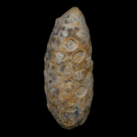 1.7" Fossil Pine Cone Equicalastrobus Replaced By Agate Eocene Age Seeds Fruit