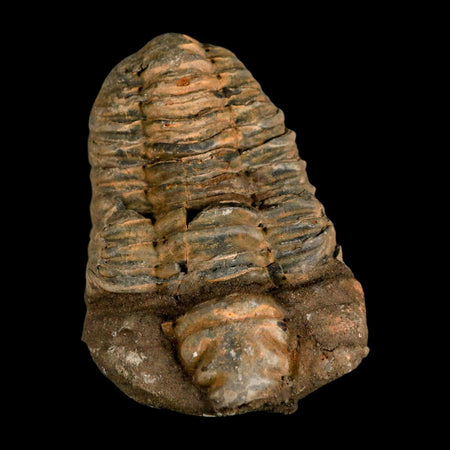 3.6" Flexicalymene Trilobite Fossil Ordovician Age Tazzarine Region Morocco COA