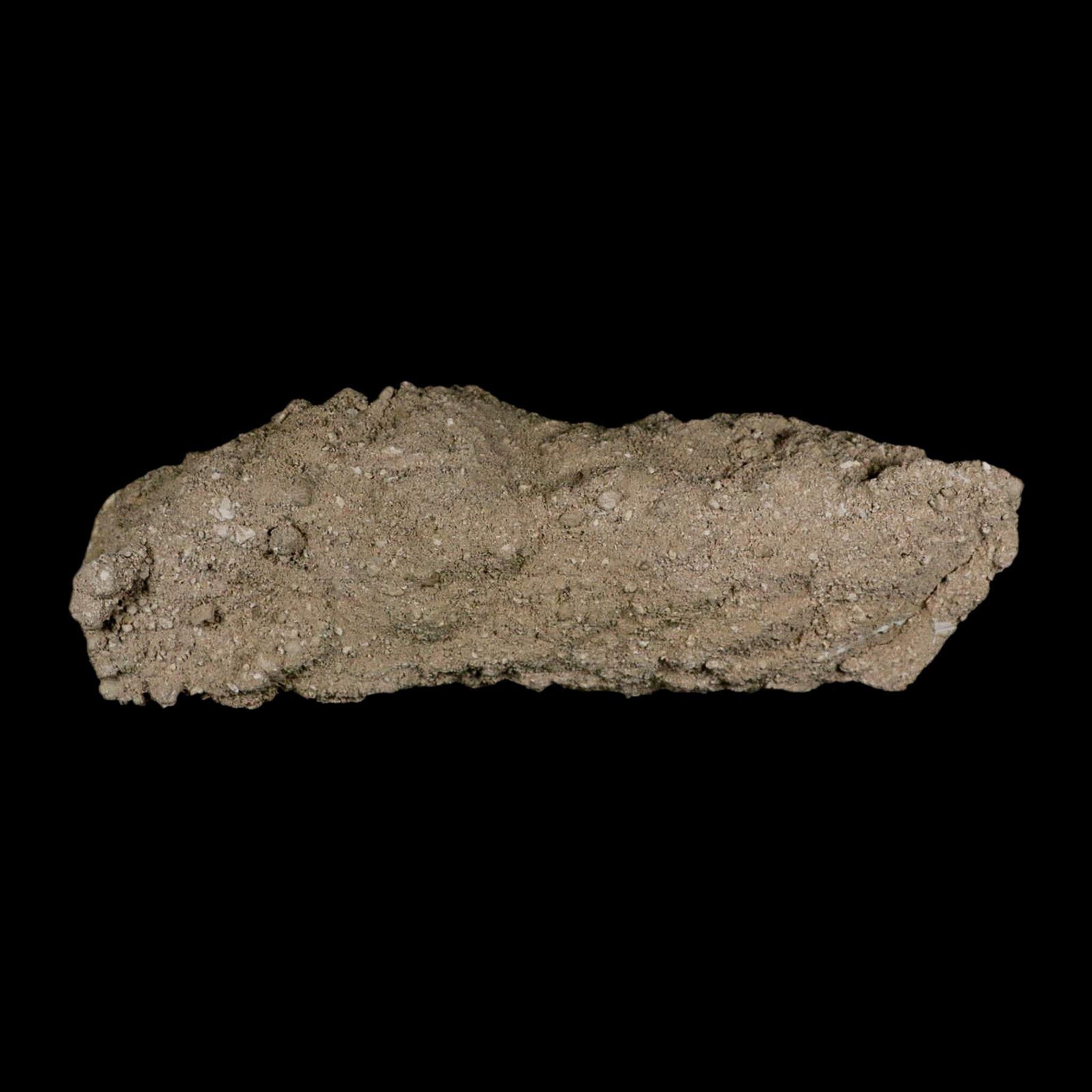 6.5" Aidachar pankowskii Fossil Teeth Jaw Section Ray-Finned Fish Cretaceous Age - Fossil Age Minerals