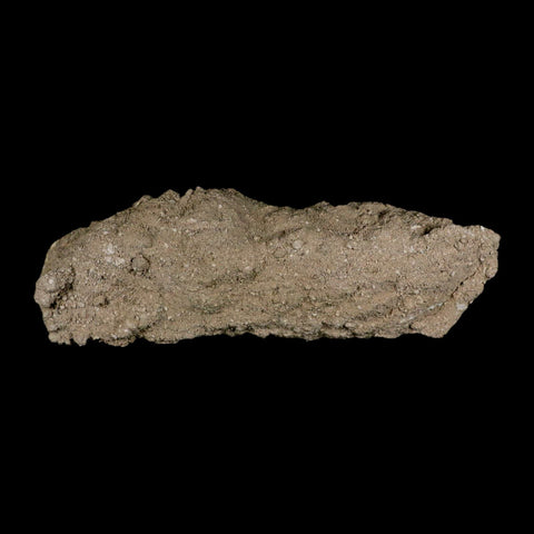 6.5" Aidachar pankowskii Fossil Teeth Jaw Section Ray-Finned Fish Cretaceous Age - Fossil Age Minerals