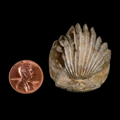 1.4" Burmirhynchia Decorata Brachiopod Fossil Jurassic Age Ardenes France
