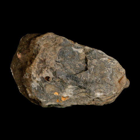 3.6" Flexicalymene Trilobite Fossil Ordovician Age Tazzarine Region Morocco COA - Fossil Age Minerals
