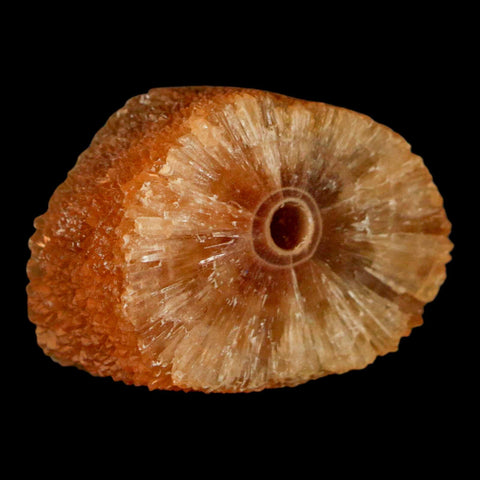1.6" Natural Cut Rough Cave Honey Calcite Crystal Mineral Specimen Morocco - Fossil Age Minerals