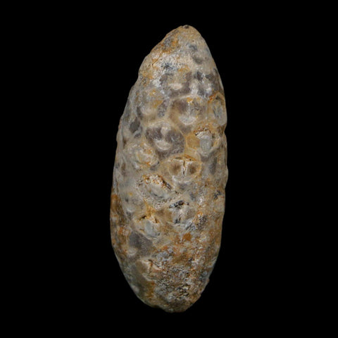 1.7" Fossil Pine Cone Equicalastrobus Replaced By Agate Eocene Age Seeds Fruit