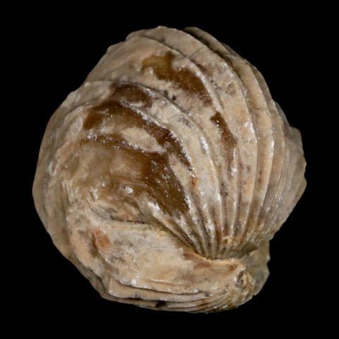 1.4" Burmirhynchia Decorata Brachiopod Fossil Jurassic Age Ardenes France