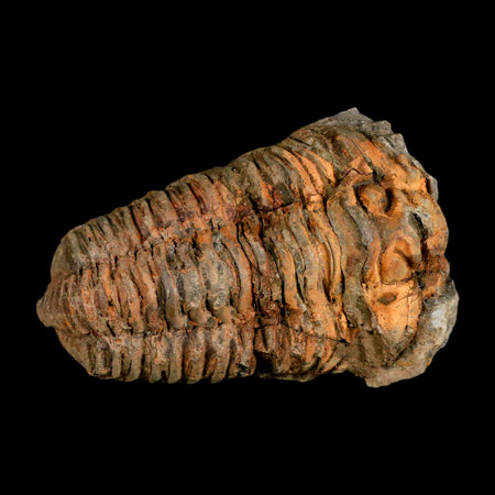 3.5" Flexicalymene Trilobite Fossil Ordovician Age Tazzarine Region Morocco COA