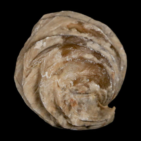 1.4" Burmirhynchia Decorata Brachiopod Fossil Jurassic Age Ardenes France