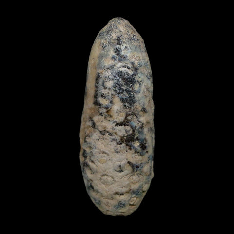 XL 2.4" Fossil Pine Cone Equicalastrobus Replaced By Agate Eocene Age Seeds Fruit