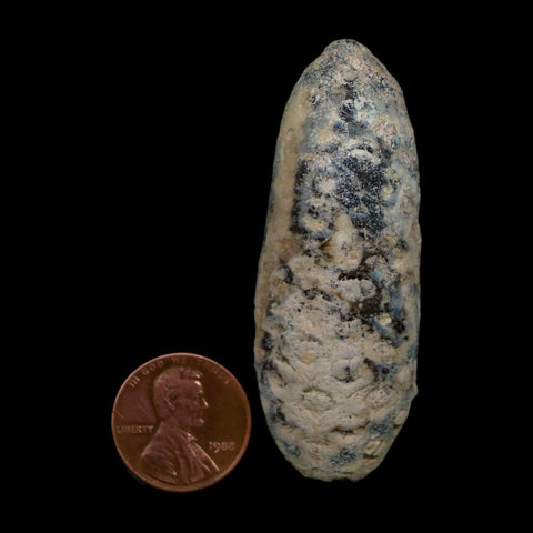 XL 2.4" Fossil Pine Cone Equicalastrobus Replaced By Agate Eocene Age Seeds Fruit