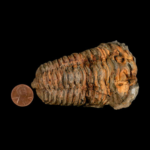 3.5" Flexicalymene Trilobite Fossil Ordovician Age Tazzarine Region Morocco COA - Fossil Age Minerals