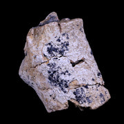 2.7" Triceratops Fossil Horn Bone Lance Creek FM Cretaceous Dinosaur WY COA