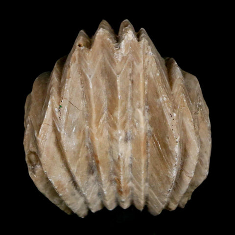 1.4" Burmirhynchia Decorata Brachiopod Fossil Jurassic Age Ardenes France