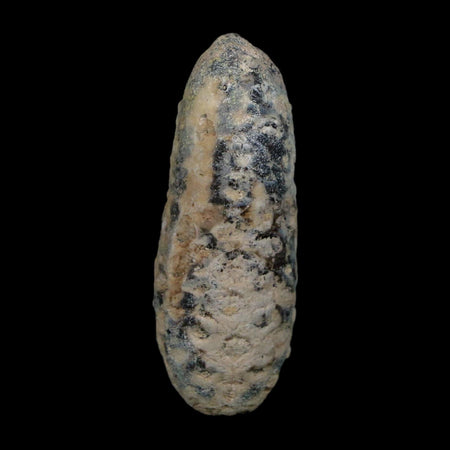 XL 2.4" Fossil Pine Cone Equicalastrobus Replaced By Agate Eocene Age Seeds Fruit