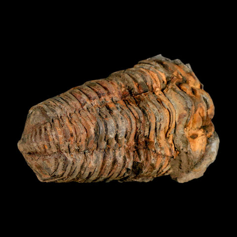 3.5" Flexicalymene Trilobite Fossil Ordovician Age Tazzarine Region Morocco COA - Fossil Age Minerals
