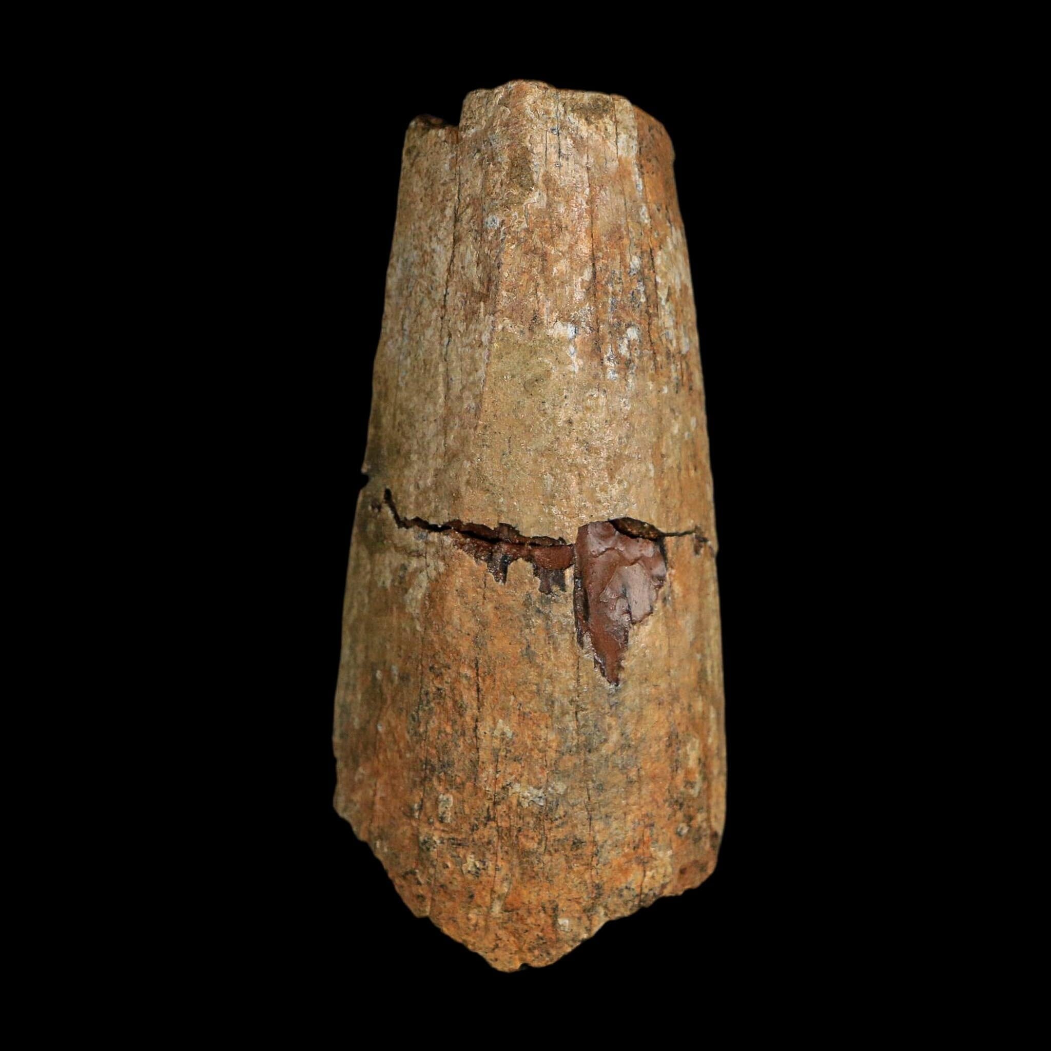 2.8" Tyrannosaurus Rex Fossil Tooth Section Lance Creek Cretaceous Dinosaur WY COA