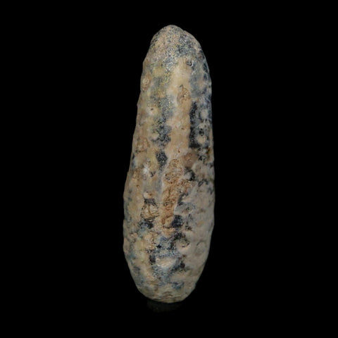 XL 2.4" Fossil Pine Cone Equicalastrobus Replaced By Agate Eocene Age Seeds Fruit