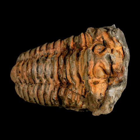 3.5" Flexicalymene Trilobite Fossil Ordovician Age Tazzarine Region Morocco COA - Fossil Age Minerals