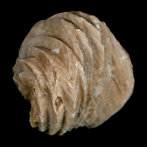 1.4" Burmirhynchia Decorata Brachiopod Fossil Jurassic Age Ardenes France