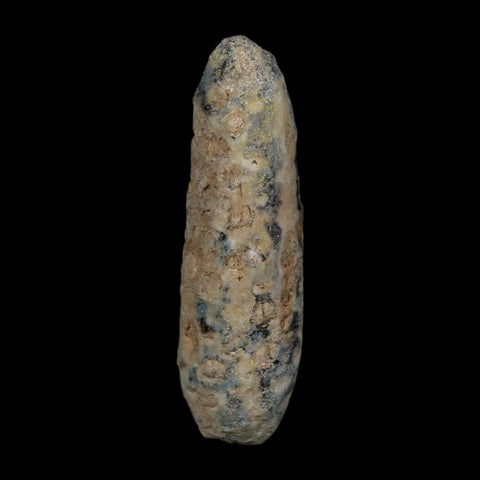 XL 2.4" Fossil Pine Cone Equicalastrobus Replaced By Agate Eocene Age Seeds Fruit