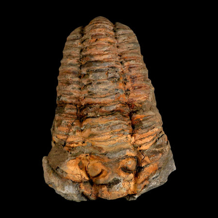 3.5" Flexicalymene Trilobite Fossil Ordovician Age Tazzarine Region Morocco COA