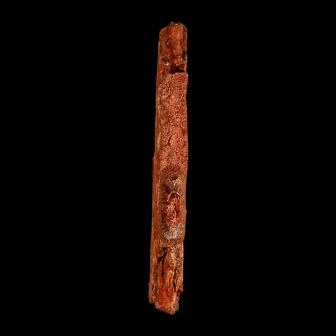 7" Sawfish Fossil Rostrum Barbs Onchopristis Numidus Cretaceous Dinosaur Era COA - Fossil Age Minerals