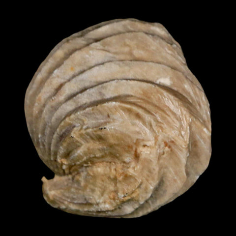 1.4" Burmirhynchia Decorata Brachiopod Fossil Jurassic Age Ardenes France