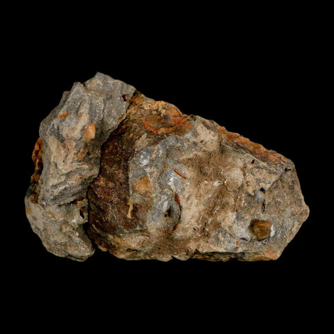 3.5" Flexicalymene Trilobite Fossil Ordovician Age Tazzarine Region Morocco COA - Fossil Age Minerals