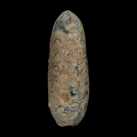 XL 2.4" Fossil Pine Cone Equicalastrobus Replaced By Agate Eocene Age Seeds Fruit