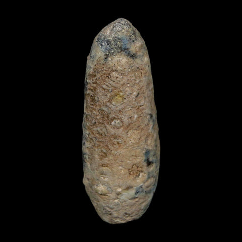 XL 2.4" Fossil Pine Cone Equicalastrobus Replaced By Agate Eocene Age Seeds Fruit