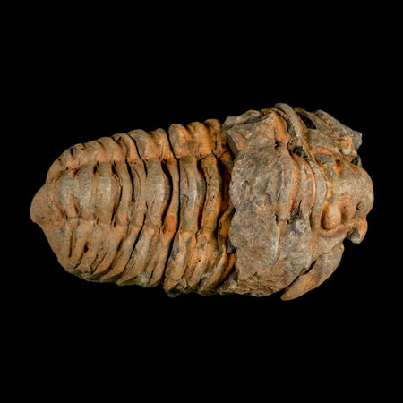 3.5" Flexicalymene Trilobite Fossil Ordovician Age Tazzarine Region Morocco COA