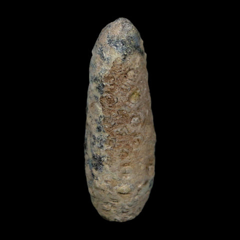 XL 2.4" Fossil Pine Cone Equicalastrobus Replaced By Agate Eocene Age Seeds Fruit