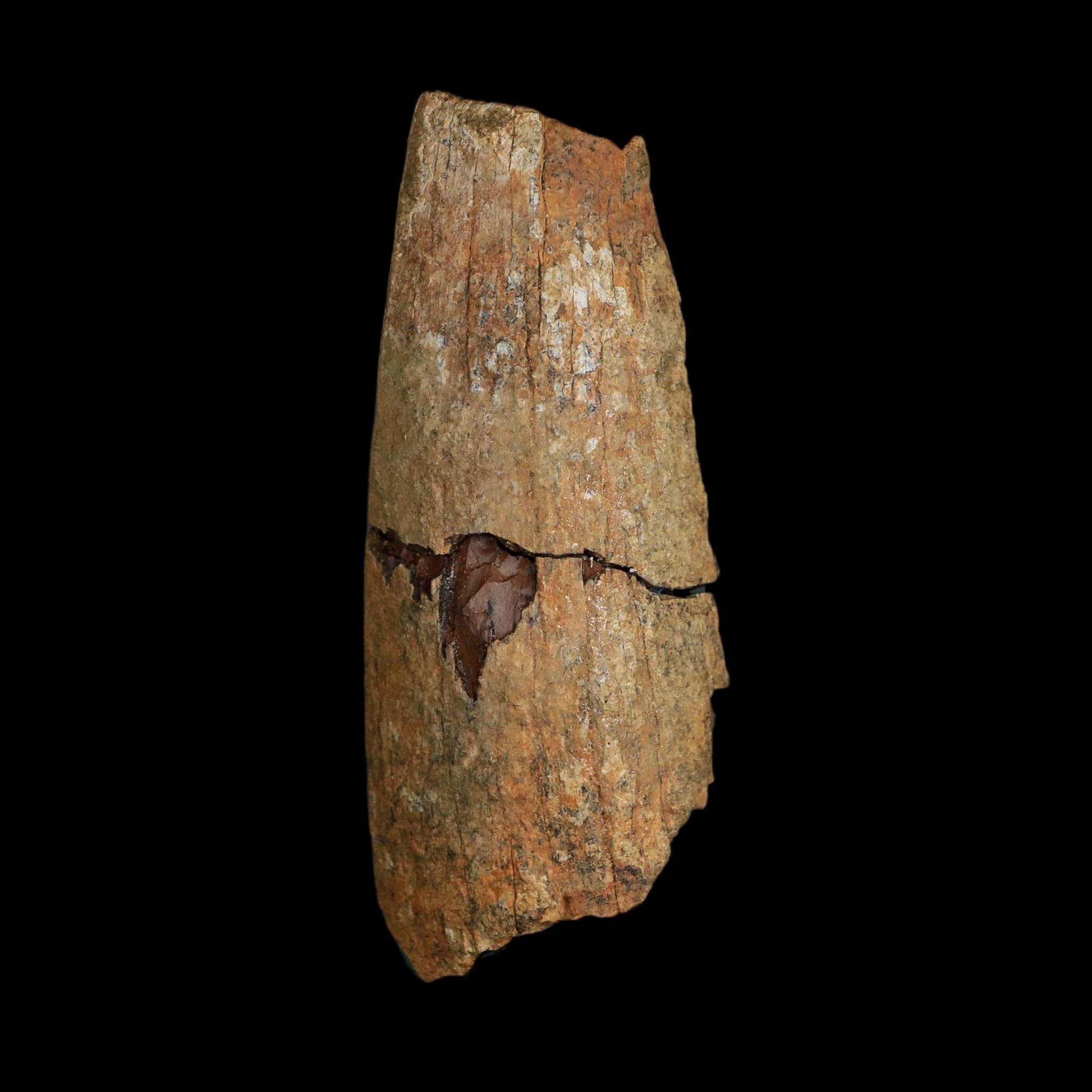 2.8" Tyrannosaurus Rex Fossil Tooth Section Lance Creek Cretaceous Dinosaur WY COA