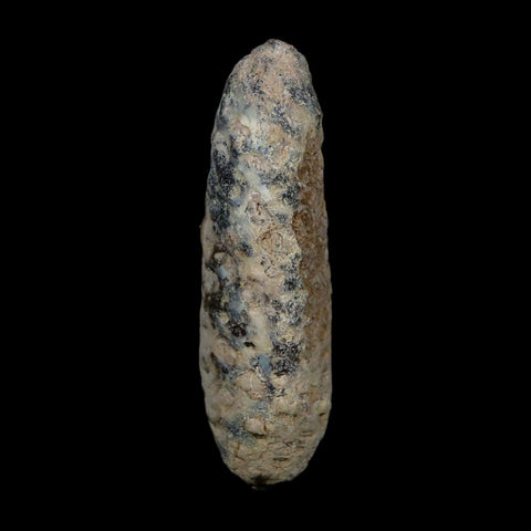 XL 2.4" Fossil Pine Cone Equicalastrobus Replaced By Agate Eocene Age Seeds Fruit