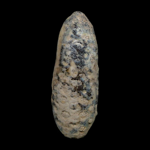 XL 2.4" Fossil Pine Cone Equicalastrobus Replaced By Agate Eocene Age Seeds Fruit