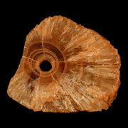 1.5" Natural Cut Rough Cave Honey Calcite Crystal Mineral Specimen Morocco