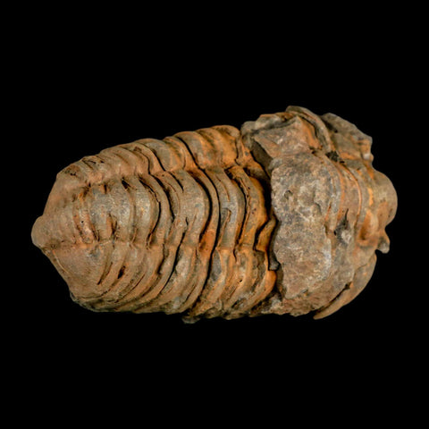 3.5" Flexicalymene Trilobite Fossil Ordovician Age Tazzarine Region Morocco COA - Fossil Age Minerals