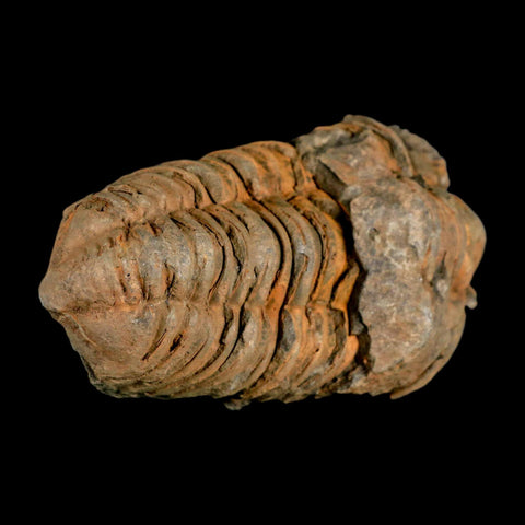 3.5" Flexicalymene Trilobite Fossil Ordovician Age Tazzarine Region Morocco COA - Fossil Age Minerals