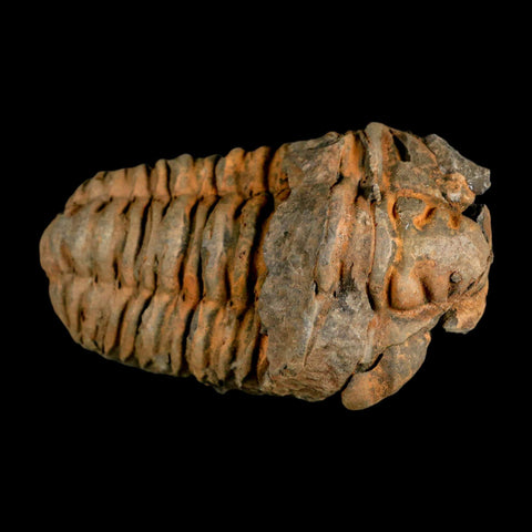 3.5" Flexicalymene Trilobite Fossil Ordovician Age Tazzarine Region Morocco COA - Fossil Age Minerals