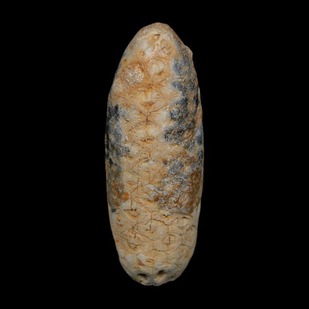 XL 2.1" Fossil Pine Cone Equicalastrobus Replaced By Agate Eocene Age Seeds Fruit