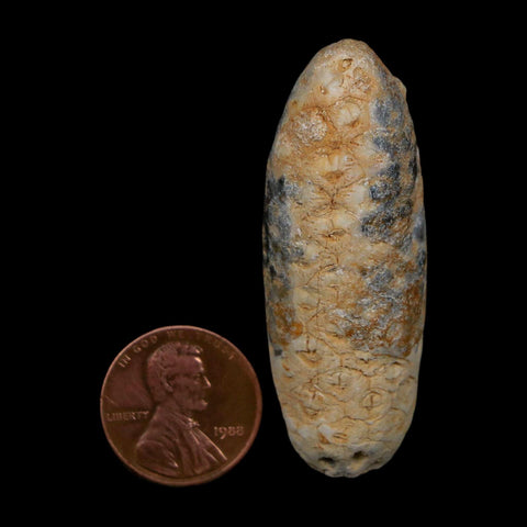 XL 2.1" Fossil Pine Cone Equicalastrobus Replaced By Agate Eocene Age Seeds Fruit