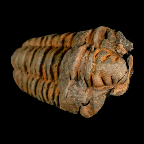 3.5" Flexicalymene Trilobite Fossil Ordovician Age Tazzarine Region Morocco COA - Fossil Age Minerals