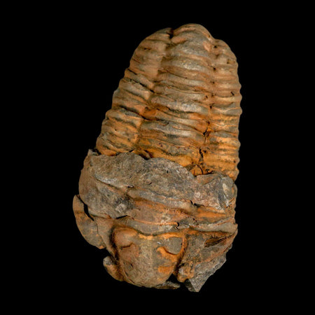 3.5" Flexicalymene Trilobite Fossil Ordovician Age Tazzarine Region Morocco COA